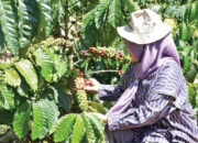 Ny. Merry Benni Warlis Apresiasi Kopi Bundo Pagadih, Angkat Peran Perempuan Melalui KUPS Agroforestari Alam Merdeka