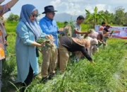 Keltan BMC Jaya Cubadak Sukses Panen Bawang Merah