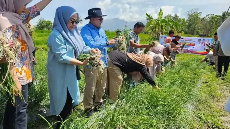 Panen Bawang Merah Bupati Eka Putra Harap Menjadi Contoh Keltan dan Nagari Lain di