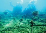 Pertamina Patra Niaga IT Teluk Kabung Dukung Pelestarian Ekosistem Laut, Jalankan Program TJSL Transplantasi Terumbu Karang