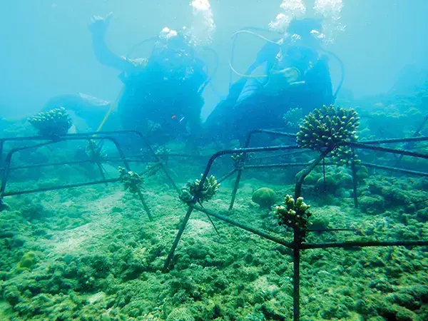 Pertamina Patra Niaga IT Teluk Kabung Dukung Pelestarian Ekosistem Laut, Jalankan Program TJSL Transplantasi Terumbu Karang 1 TRANSPLANTASI TERUMBU—PT Pertamina Patra Niaga Regional Sumbagut melalui Integrated Terminal (IT) Teluk Kabung bersama Kelompok Masyarakat Pengawas (Pokmaswas) Teluk Olo Sungai Pisang serta yayasan peduli lingkungan melaksanakan kegiatan transplantasi terumbu karang.