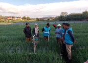 PLN UID Sumbar Dukung Program Swasembada Pangan, Terapkan Electrifying Agriculture pada Sejumlah Komoditi Pertanian