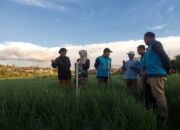 PLN UID Sumbar Dukung Swasembada Pangan, Terapkan Electrifying Agriculture pada Sejumlah Komoditi Pertanian