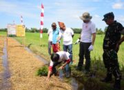 Pemkab Padangpariaman Laksanakan Gerakan Irigasi Bersih di Batang Anai