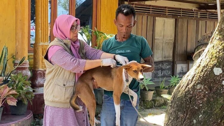 Anjing Rabies Serang 10 Warga, Jari Tangan Putus, Sembilan dapat Pengobatan Medis 1 VAKSINASI ANJING—Terlihat petugas dari kesehatan hewan Dinas Peternakan Pemkab Padangpariaman sedang berikan vaksin pada seekor ternak.
