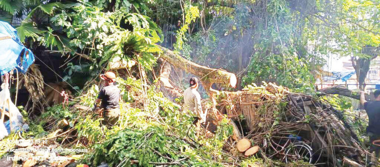 Angin Kencang dan Hujan, 2 Pohon Tumbang Timpa Rumah Warga 1 PEMBERSIHAN POHON— Tim Reaksi Cepat BPBD Kota Padang melakukan pembersihan material pohon tumbang di beberapa titik, Selasa (23/9).
