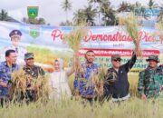 Panen Demplot Padi, Wako Hendri Arnis Dorong Kemandirian Petani