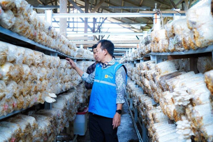 PLN Peduli Perkuat Ketahanan Pangan Lewat Kampung Jamur Betuah, Selaras dengan Semangat Hari Kesaktian Pancasila 1 3 26