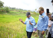 Dinas Pertanian Lakukan Demontrasi Pengunaan Obat Pembasmi Tikus 