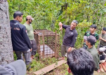 BKSDA Sumbar: Lokasi Serangan Harimau di Solsel Kondusif, Pemantauan Lapangan Terus Dilakukan