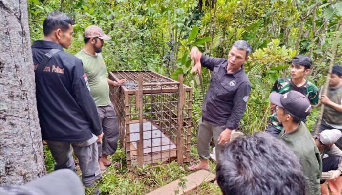 BKSDA Sumbar: Lokasi Serangan Harimau di Solsel Kondusif, Pemantauan Lapangan Terus Dilakukan