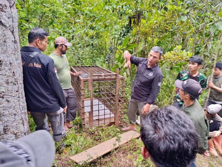 Pemasangan Perangkap Harimau oleh BKSDA Sumbar,  Kepolisian dan warga (BKSDA Sumbar)