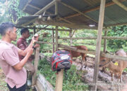 Kasus Kematian Puluhan Ekor Sapi di Mentawai, Kabid Peternakan Akui Minim Obat-obatan