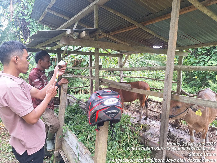 PEMBERIAN VAKSIN— Petugas kesehatan hewan dari Dinas Peternakan Mentawai sudah diturunkan ke lokasi peternakan untuk melakukan vaksin kepada sapi yang belum terjangkit.
