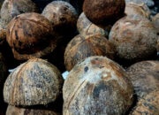 Tampuruang Jadi Komoditas Bernilai Ekonomi di Solsel 