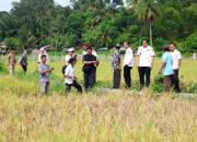 Serangan Hama Wereng, 28 Hektare Sawah Terancam Gagal Panen