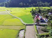 Meningkat Signifikan hingga 23,34 Persen, Program SPM Dongkrak Produktivitas Padi di Agam