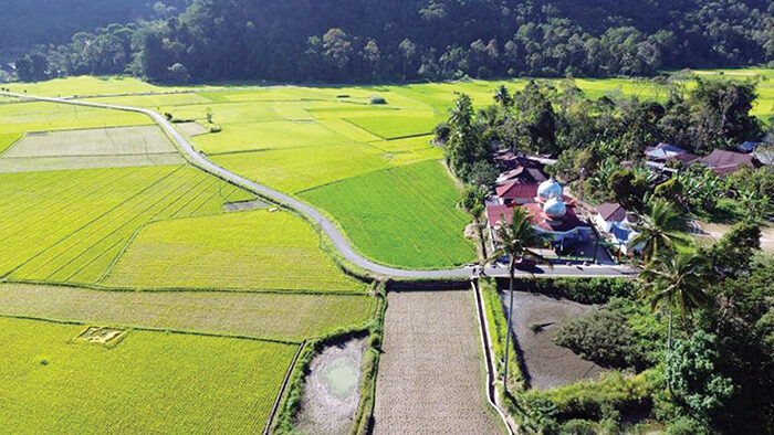 ILUSTRASI— Areal persawahan.