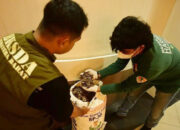 Perdagangan Sisik Trenggiling Dibongkar, 25 Kg Disita dari 3 Pelaku