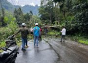 Pohon Tumbang di Jalan Nasional Padang Aro- Muaralabuh, Lalin Mulai Normal