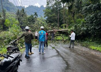 Pohon Tumbang di Jalan Nasional Padang Aro- Muaralabuh, Lalin Mulai Normal