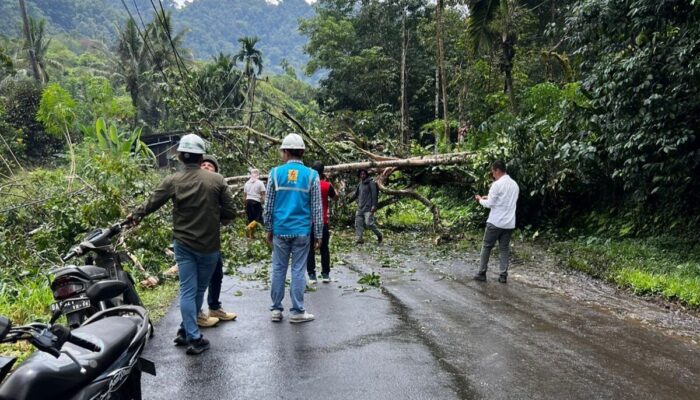 Pohon Tumbang di Jalan Nasional Padang Aro- Muaralabuh, Lalin Mulai Normal