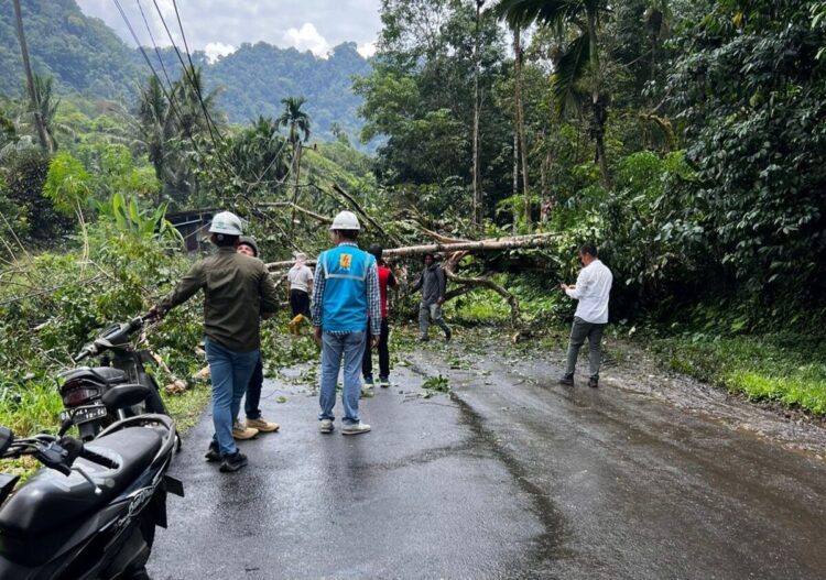 Pohon Tumbang di Jalan Nasional Padang Aro- Muaralabuh, Lalin Mulai Normal 1 pohon tumbang