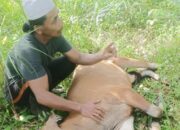 Mentawai Diserang Wabah PMK, Puluhan Sapi Mati Mendadak  