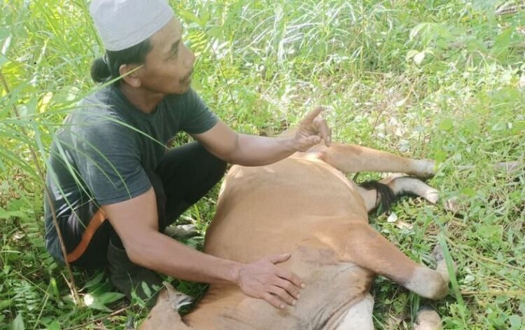 SAPI MATI MENDADAK— Seorang peternak di Mentawai memegang sapinya yang mati mendadak. Diduga wabah penyakit PMK telah menyerang hewan ternak sapi di Desa Sipora Jaya dan Desa Pasarpuat, Pulau Sikakap. Tercatat puluhan sapi milik warga di beberapa desa dilaporkan mati mendadak ke pemerintah desa masing-masing oleh pemiliknya.