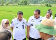 Wako dan Wawako Tinjau Sawah Masyarakat Terkena Hama Wereng, Bantuan Benih Gratis, Pemko Minimalisir Gangguan Hama