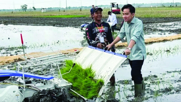 TANAM PADI— Wakil Presiden RI, Gibran Rakabuming menanam padi.
