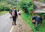 Harimau Berkeliaran di Palupuh, BKSDA Turunkan Tim, Warga Diminta Waspada