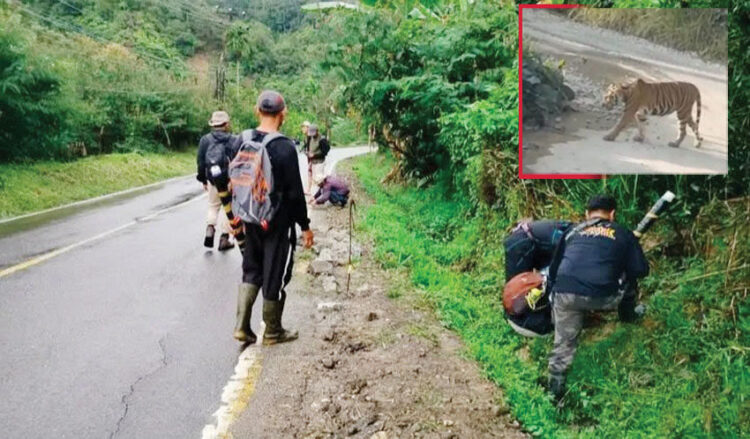 Harimau Berkeliaran di Palupuh, BKSDA Turunkan Tim, Warga Diminta Waspada 1 PATROLI— Tim BKSDA bersama warga melakukan patroli di lokasi munculnya harimau di Jorong Batu Gadang, Nagari Koto Rantang, Kecamatan Palupuh, Kabupaten Agam.