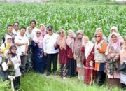 Penyuluh Pertanian Diminta Optimalkan 700 Hektar Lahan Terlantar untuk Jagung