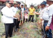 Bupati Agam Panen Perdana Bawang Merah Bersama Kelompok Tani Pitalo di Ampek Angkek