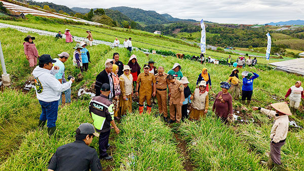PANEN BAWANG MERAH—Bupati Solok Jon Firman Pandu, menghadiri kegiatan panen raya Bawang Merah di Rimbo Tinggi, Jorong Galagah, Nagari Alahan Panjang, Kabupaten Solok.