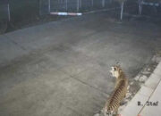 Harimau Terjebak di Kantor BRIN Agam, BKSDA: Diduga Gegara Mengejar Anjing