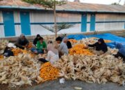 PLN Sulap Limbah Jagung Jadi Listrik, Petani Tuban Dapat Tambahan Penghasilan