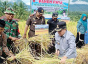 Panen Melimpah! SPM Agam Capai 6,8 Ton per Hektare