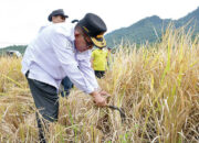 Panen SPM di Kamang Hilia, Ubinan Capai 8,64 Ton per Hektar