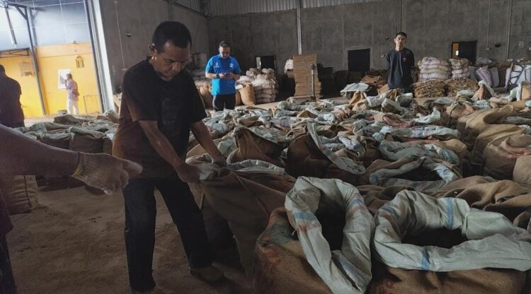 Harga Gambir Anjlok, Pelaku Usaha Dukung Rencana Hilirisasi Menteri Pertanian 1 KUMPULKAN GAMBIR— Seorang petani gambir di Payakumbuh sedang mengumpulkan gambir ke dalam karung. Saat ini harga jual gambir di Kota Payakumbuh dan Kabupaten Limapuluh Kota masih anjlok.