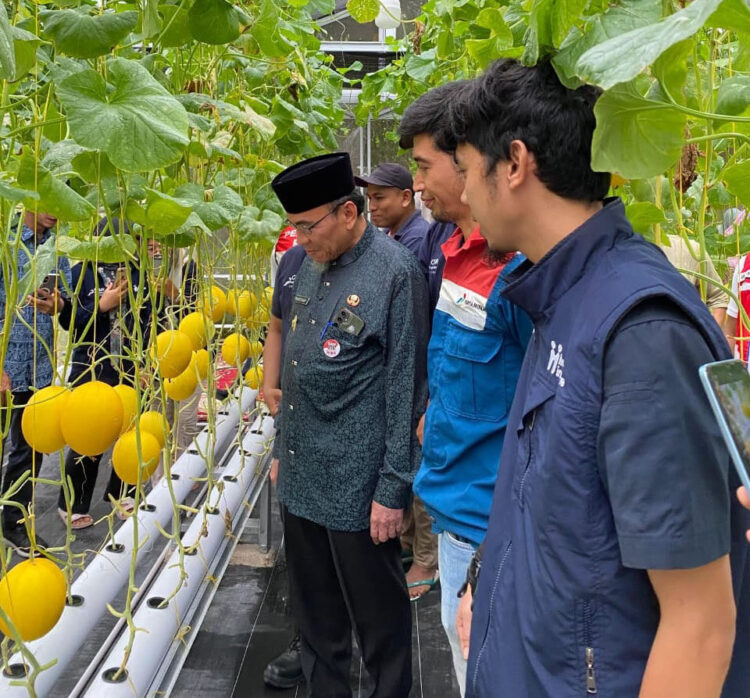 Berikan Peluang Usaha Baru untuk Masyarakat, Pertamina Patra Niaga Hadirkan Inovasi Melon Hidroponik 1 PANEN PERDANA—Pertamina Patra Niaga Regional Sumbagut melalui Integrated Terminal Teluk Kabung melaksanakan panen perdana perdana melon hidroponik di Koto Teluk Kabung Tengah, yang dihadiri Wakil Wali Kota Padang, Maigus Nasir.