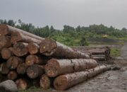 Satgas PKH Segera Usut Dugaan Penebangan Ilegal di Sipora