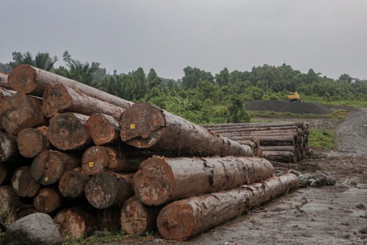 PENEMUAN KAYU ILEGAL— Satuan Tugas Penertiban Kawasan Hutan (Satgas PKH) menemukan adanya aktivitas penebangan ilegal di Pulau Sipora, Kabupaten Kepulauan Mentawai.