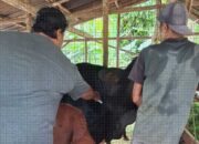 Petugas Puskeswan Temukan Sapi Terjangkit Miasis di Nagari Tambang