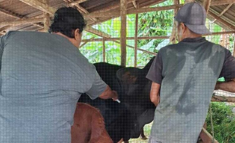 VAKSIN SAPI— Petugas Pusat Kesehatan Hewan (Puskeswan) Painan menyuntik sapi yang terjangkit penyakit miasis atau berbelatung.