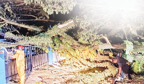 Diterjang Hujan Angin, 2 Pohon Besar Tumbang Tutup Jalan dan Timpa Pagar Kantor 1 pohon tumbang timpa kabel dan pagar kantor