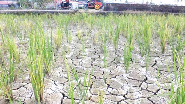 JARINGAN IRIGASI— Balai Wilayah Sungai (BWS) V berencana akan membangun Jaringan Irigasi Air Tanah (JIAT), membangun sumber air irigasi untuk sawah melalui sumber air tanah dalam.