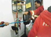 Musang Masuk Kamar Tengah Malam, Petugas Damkar Turun Tangan