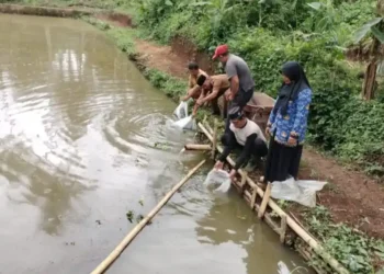 Wujudkan Ketahanan Pangan, Ilson Cong Serahkan Bantuan Bibit Ikan